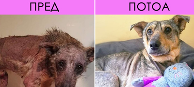 drastichna-transformacija-na-bezdomno-kuche-po-zgrizhuvanjeto-foto-01povekje.jpg