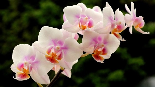 ednostaven-trik-za-odrzhuvanje-na-cvetovite-na-vashata-orhideja-01.jpg