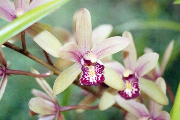ednostaven-trik-za-odrzhuvanje-na-cvetovite-na-vashata-orhideja-02.jpg