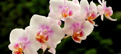 ednostaven-trik-za-odrzhuvanje-na-cvetovite-na-vashata-orhideja-poveke.jpg