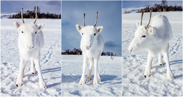 fotki-od-retko-belo-bebe-irvas-niz-planinite-vo-norveska-001.jpg