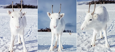 fotki-od-retko-belo-bebe-irvas-niz-planinite-vo-norveska-povekje.jpg