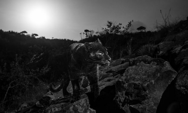 iskluchitelno-redok-primerok-na-crn-leopard-fotografiran-vo-afrika-01.jpg
