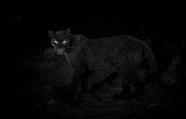 iskluchitelno-redok-primerok-na-crn-leopard-fotografiran-vo-afrika-07.jpg