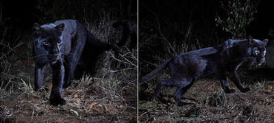 iskluchitelno-redok-primerok-na-crn-leopard-fotografiran-vo-afrika-povekje.jpg