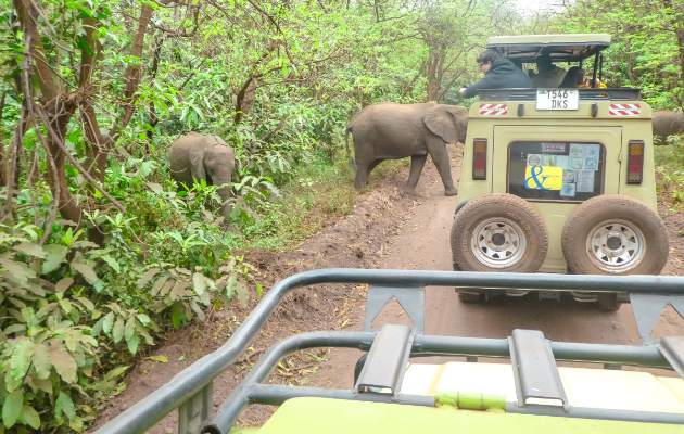 Matea miceska vo tanzanija plivav so delfini kampuvav i se budev so zvukot na hieni i si gi izostriv site setila 12