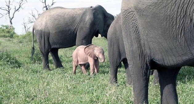 fotki-od-retko-prirodno-rozovo-slonce-vo-safari-vo-juzna-afrika-02.jpg