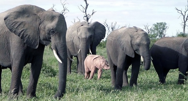 fotki-od-retko-prirodno-rozovo-slonce-vo-safari-vo-juzna-afrika-03.jpg