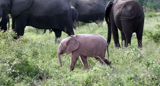 fotki-od-retko-prirodno-rozovo-slonce-vo-safari-vo-juzna-afrika-04.jpg