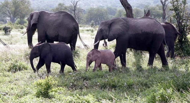 fotki-od-retko-prirodno-rozovo-slonce-vo-safari-vo-juzna-afrika-05.jpg