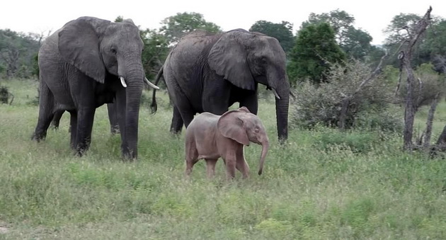 fotki-od-retko-prirodno-rozovo-slonce-vo-safari-vo-juzna-afrika-06.jpg