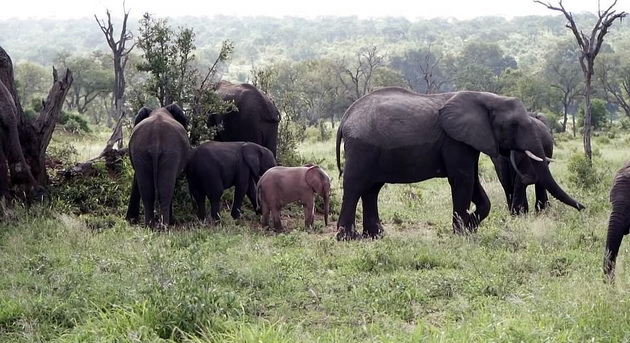 fotki-od-retko-prirodno-rozovo-slonce-vo-safari-vo-juzna-afrika-07.jpg