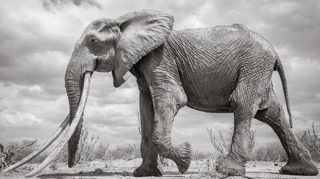 poslednite-fotki-od-najgolemata-slonica-kralica-od-kenija-01.jpg