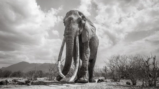 poslednite-fotki-od-najgolemata-slonica-kralica-od-kenija-02.jpg