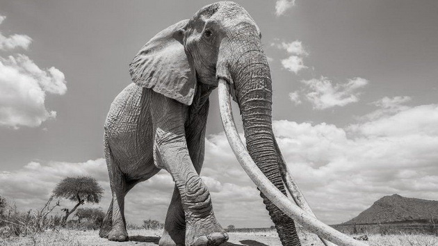 poslednite-fotki-od-najgolemata-slonica-kralica-od-kenija-03.jpg