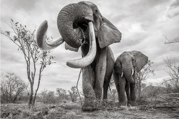 poslednite-fotki-od-najgolemata-slonica-kralica-od-kenija-04.jpg