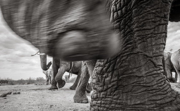 poslednite-fotki-od-najgolemata-slonica-kralica-od-kenija-05.jpg