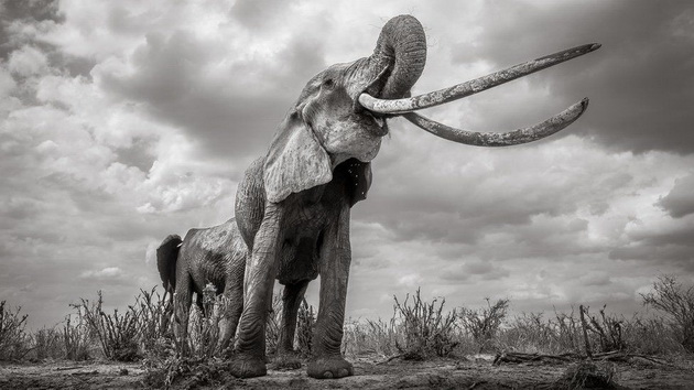 poslednite-fotki-od-najgolemata-slonica-kralica-od-kenija-06.jpg