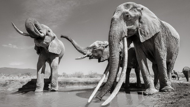 poslednite-fotki-od-najgolemata-slonica-kralica-od-kenija-07.jpg