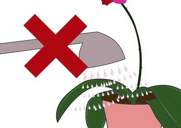 vodich-za-odgleduvanje-na-najnezhniot-cvet-kako-orhidejata-da-cveta-i-vo-vashiot-dom-08.jpg