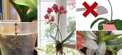 vodich-za-odgleduvanje-na-najnezhniot-cvet-kako-orhidejata-da-cveta-i-vo-vashiot-dom-povekje01.jpg