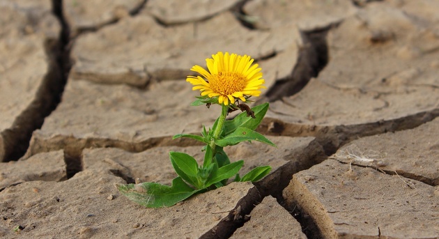 flower-887443_1280_630x343.jpg