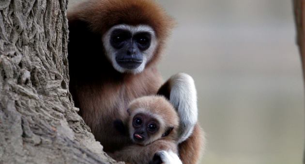 fotografija-od-skopje-zoo-zavrshi-vo-najdobri-fotki-na-the-guardian-001.jpg
