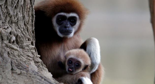 fotografija-od-skopje-zoo-zavrshi-vo-najdobri-fotki-na-the-guardian-001.jpg