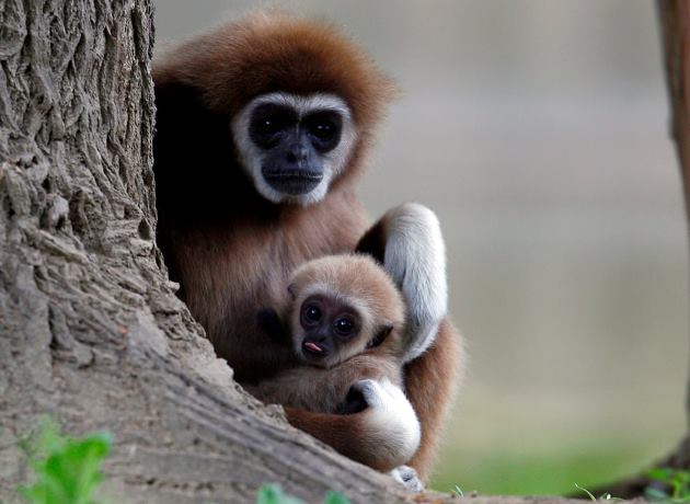 fotografija-od-skopje-zoo-zavrshi-vo-najdobri-fotki-na-the-guardian-01.jpg