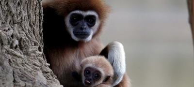 fotografija-od-skopje-zoo-zavrshi-vo-najdobri-fotki-na-the-guardian-01povekje.jpg