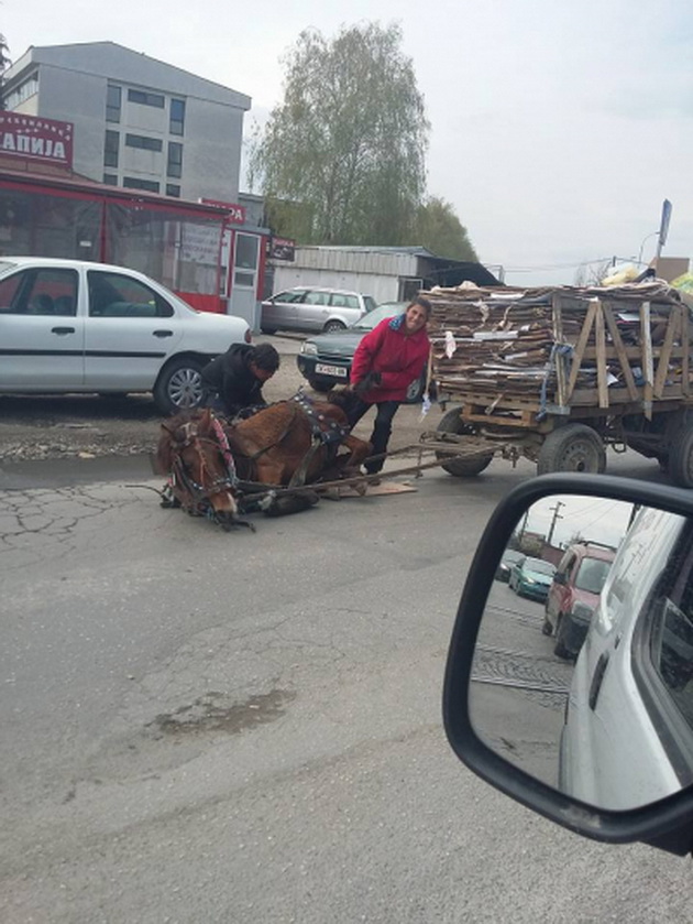 izzivuvanjeto-nikako-da-zapre-vrz-konjite-vo-makedonija-voznemiruvacki-fotografii-02.jpg