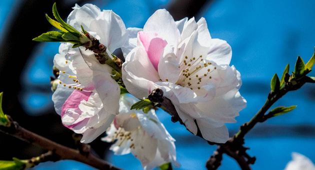 Sakura prikaznata za vistinskata ljubov koja ke ve inspirira 03