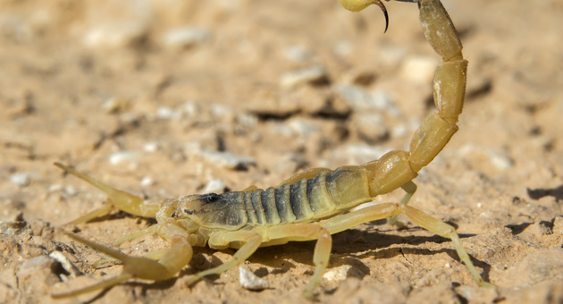 Ova se najtoksicnite zivotni na planetata 03