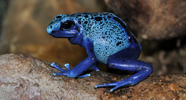 Ova se najtoksicnite zivotni na planetata 07