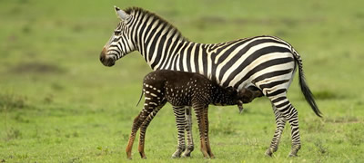 bebe-zebra-rodeno-so-tocki-namesto-linii-povekje.jpg