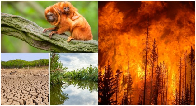 shto-kje-se-sluchi-so-nashata-planeta-dokolku-amazonskata-shuma-izgori-celosno-01.jpg