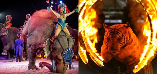 Rozovo-oboenata-slika-na-surovata-realnost-vo-cirkusot 01_630x300.jpg