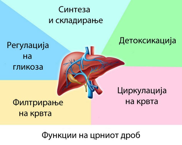 fakti-shto-dokazhuvaat-kolku-e-neverojatno-nasheto-telo-11.jpg