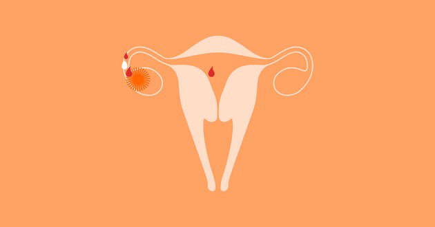 se-za-ovulacijata-15-fakti-shto-kje-vi-pomognat-da-zabremenite-ili-da-ja-izbegnete-bremenosta-02.jpg