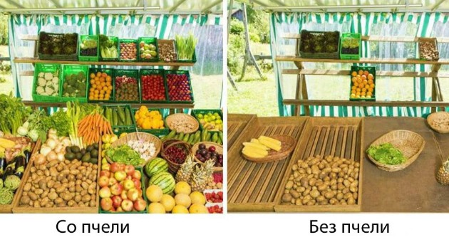 bez-pcheli-kje-nema-hrana-shto-kje-se-sluchi-ako-ischeznat-site-insekti-na-planetata-01.jpg