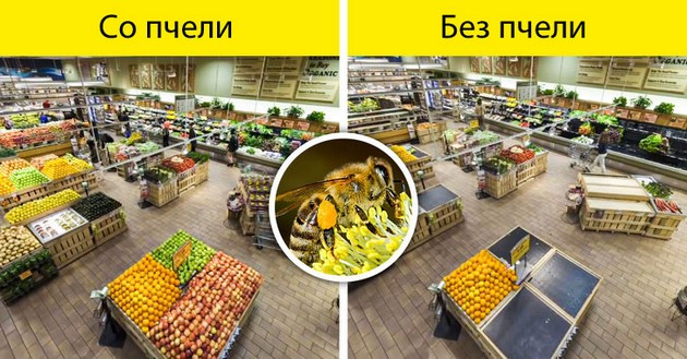 bez-pcheli-kje-nema-hrana-shto-kje-se-sluchi-ako-ischeznat-site-insekti-na-planetata-02.jpg