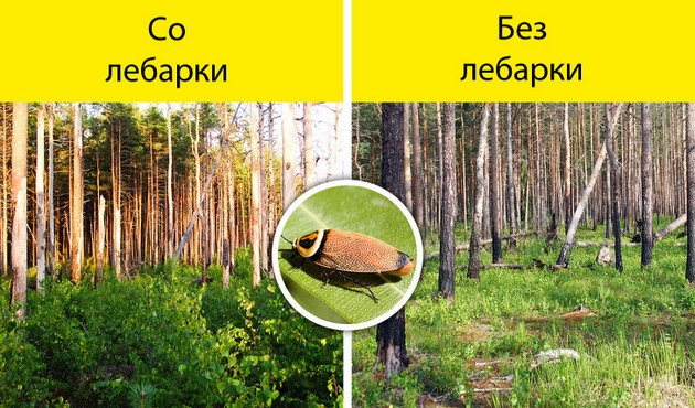 bez-pcheli-kje-nema-hrana-shto-kje-se-sluchi-ako-ischeznat-site-insekti-na-planetata-03.jpg