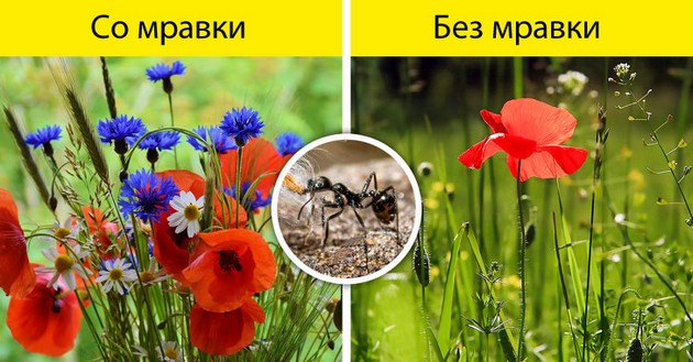 bez-pcheli-kje-nema-hrana-shto-kje-se-sluchi-ako-ischeznat-site-insekti-na-planetata-04.jpg
