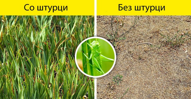 bez-pcheli-kje-nema-hrana-shto-kje-se-sluchi-ako-ischeznat-site-insekti-na-planetata-07.jpg
