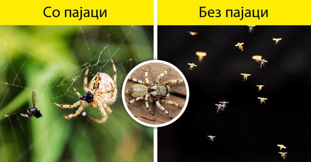 bez-pcheli-kje-nema-hrana-shto-kje-se-sluchi-ako-ischeznat-site-insekti-na-planetata-08.jpg