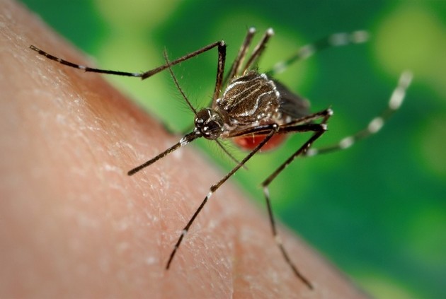 bez-pcheli-kje-nema-hrana-shto-kje-se-sluchi-ako-ischeznat-site-insekti-na-planetata-09.jpg