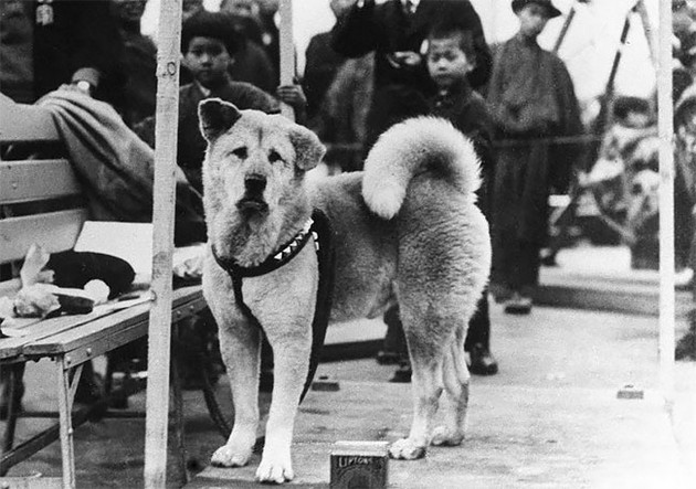 emotivnata-prikazna-na-hachiko-najlojalnoto-kuche-na-svetot-02.jpg