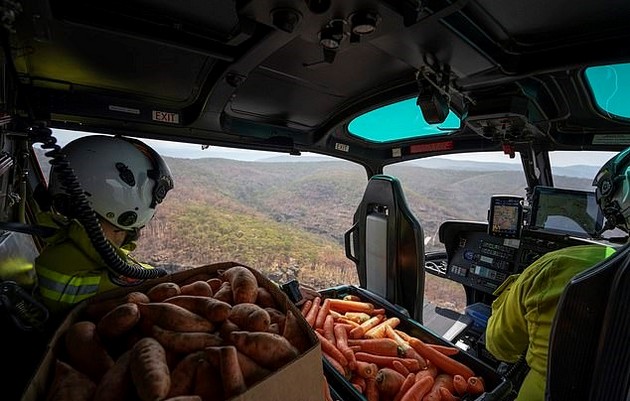 helikopteri-dostavuvaat-hrana-za-prezhiveanite-zhivotni-vo-avstralija-05.jpg