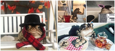Izvonredna-prikazna-za-Tobi-zhabata-koja-go-osvoi-Instagram povekje 400x180.jpg