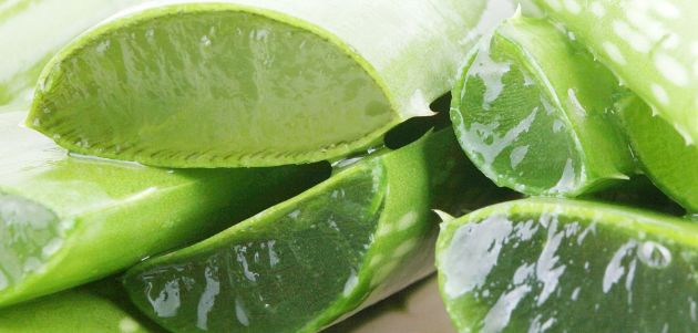 Lekoviti-pridobivki-na-aloe-verata-rastenieto-na-besmrtnosta-napravete-sami-sok-i-gel-od-aloe-vera 07 630x301.jpg